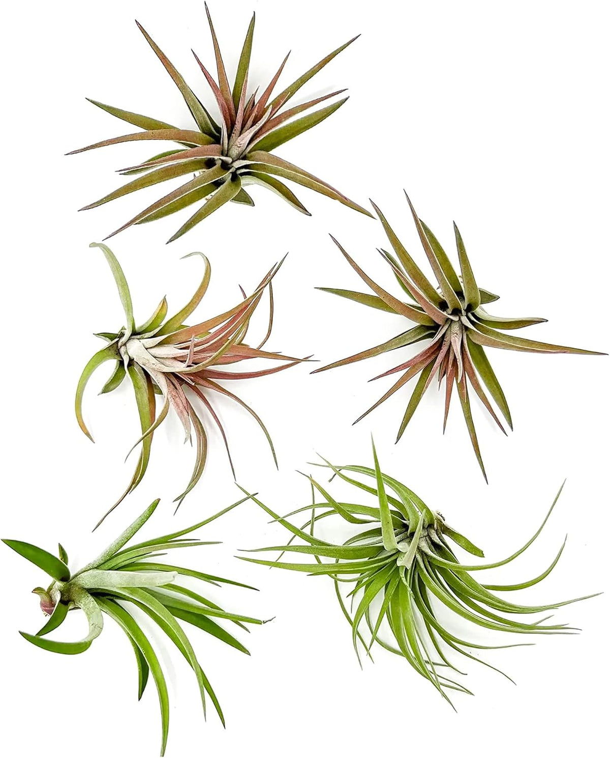ragnaroc Air Plants - Tillandsia Brachycaulos Abdita, Large 4-6" - 5 ct - Live Arrival Guaranteed