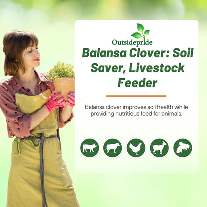 Outsidepride Fixation Balansa Clover Seeds for Lawn - 10 lbs. Coated & Inoculated, Cold Season