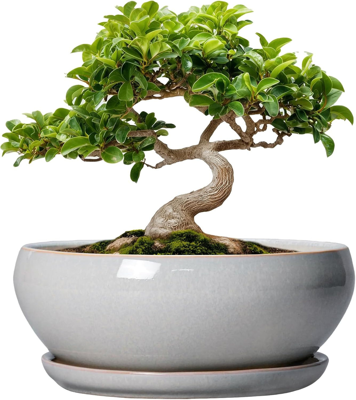 SQOWL Bonsai Tree Pots - 8 Inch Ceramic Plant Pots for Succulents, Shallow Planter with Drainage