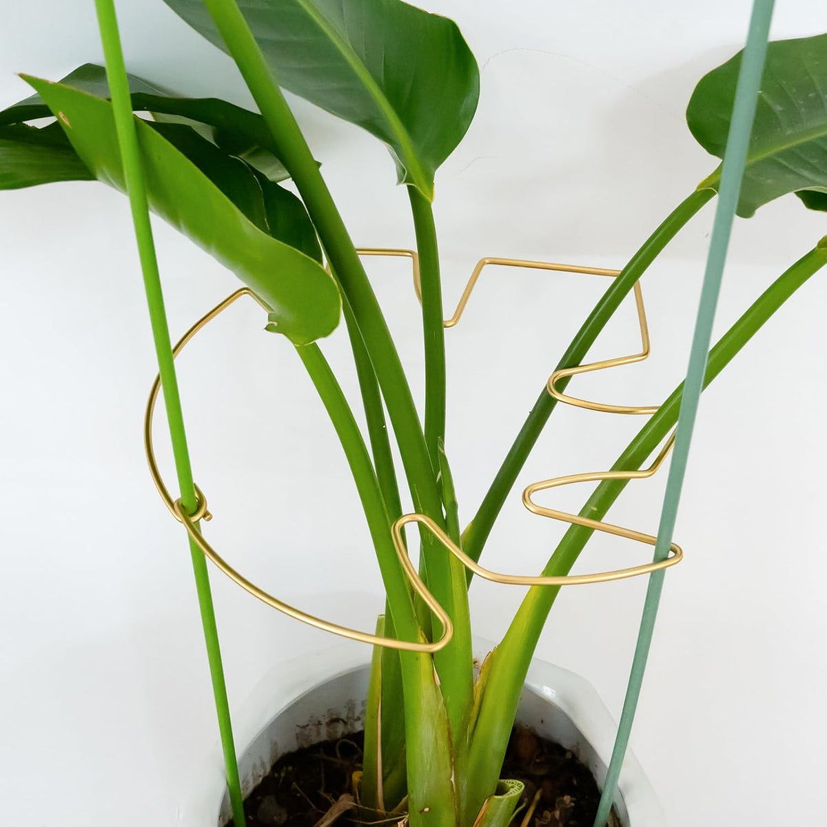 5PCS 11 * 9.4 Inch Monstera Plant Support Stem - Premium Adjustable Leaf Holder & Fishbone Cactus