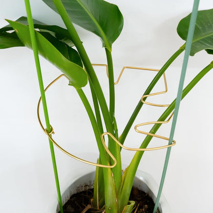 5PCS 11 * 9.4 Inch Monstera Plant Support Stem - Premium Adjustable Leaf Holder & Fishbone Cactus