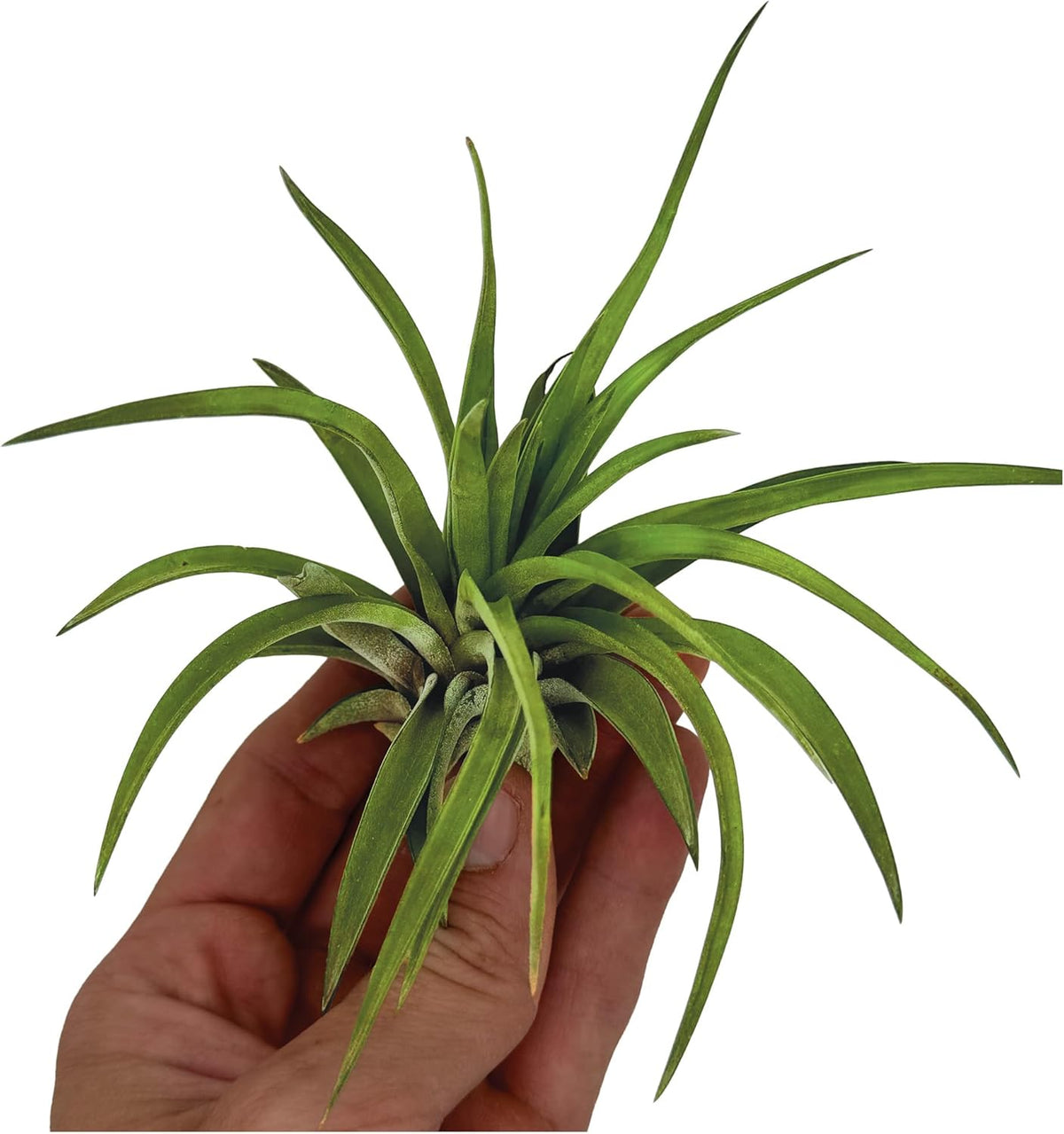 ragnaroc Air Plants - Tillandsia Brachycaulos Abdita, Large 4-6" - 1 ct - Live Arrival Guaranteed
