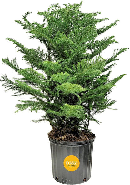 Costa Farms Live Christmas Tree, Large Norfolk Island Pine Live Plant in Plastic Pot, Indoor