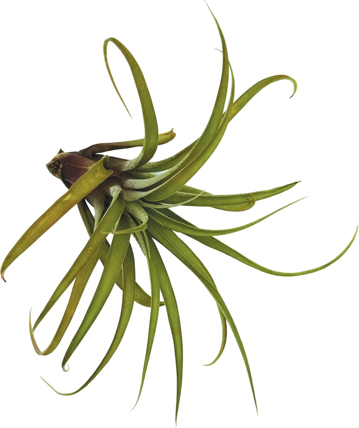 ragnaroc Air Plants - Tillandsia Capitata (Peach), Large 5-7” - 1 ct - Live Arrival Guaranteed