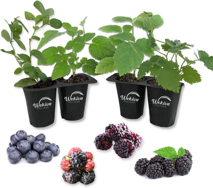 Berry Variety Pack - 4 Live Starter Plants - A Selection of Blueberry, BlackBerry, and Raspberry