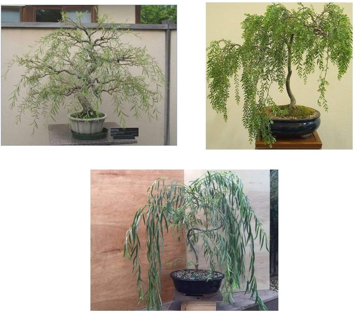 Ultimate Willow Bonsai Bundle - 9 Types of Exotic Willow to Grow as Bonsai