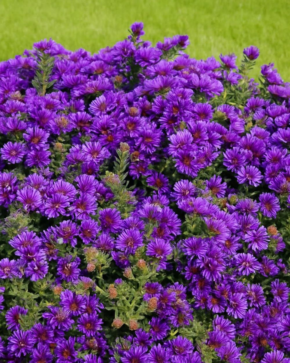 Perennial Farm Aster Novae-Angliae 'Grape Crush' (New England Aster) – Live Perennial in #1