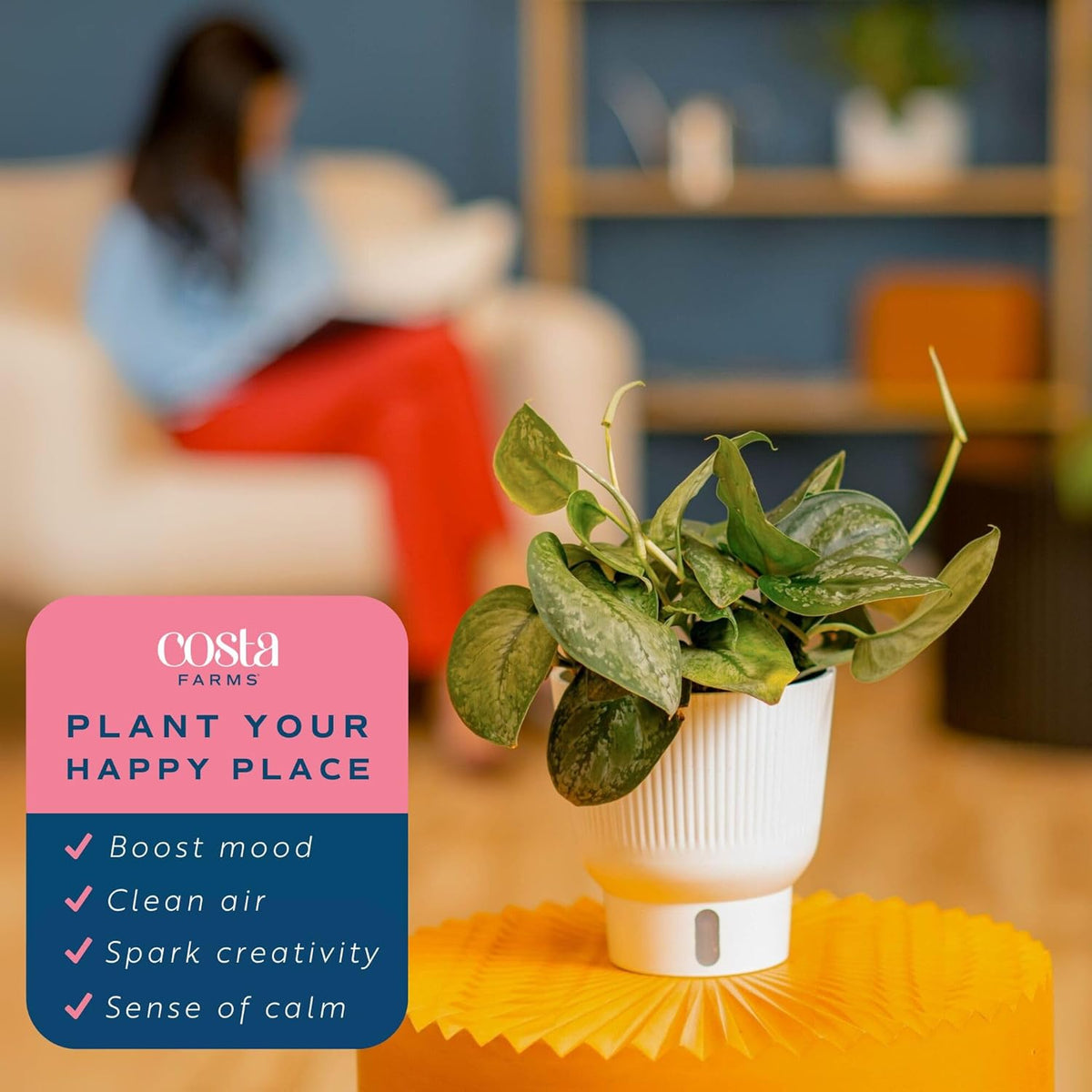 Costa Farms Scindapsus Mount Salak Live Plant in Self Watering Pot, Indoor Houseplant, Perfect for