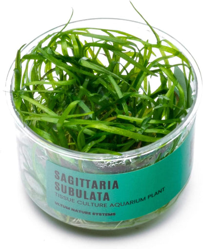 Ultum Nature Systems Sagittaria Subulata Tissue Culture Live Plant for Aquarium, Aquascape