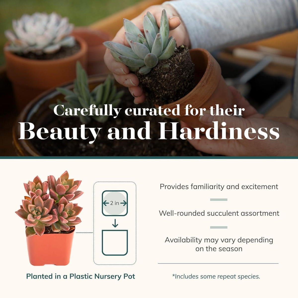 Shop Succulents Mini Succulent Plant Pack Collection - Live 2" Succulent Plants, Low Maintenance