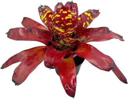 ragnaroc Live Plants - Bromeliad Neoregelia 'Green Eye', 16" Wide and 12" Tall in 6" Pot - 1ct