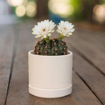 D'vine Dev Set of 2 Plants Pots, 3.5 Inch Ceramic Planter Pot for Plants with Drainage Hole and