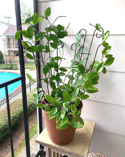 4 Pack 32'' Trellis for Potted Plants, Metal Garden Trellis for Climbing Plants Outdoor, Indoor