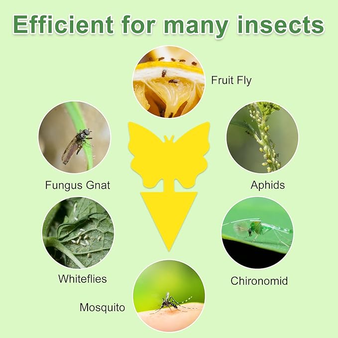 60 Pack Fruit Fly Trap for Indoors, Gnat Traps for House Indoor, Fungus Gnat Killer Sticky Traps