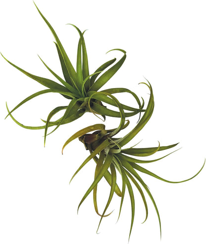 ragnaroc Air Plants - Tillandsia Capitata (Peach), Large 5-7” - 2 ct - Live Arrival Guaranteed