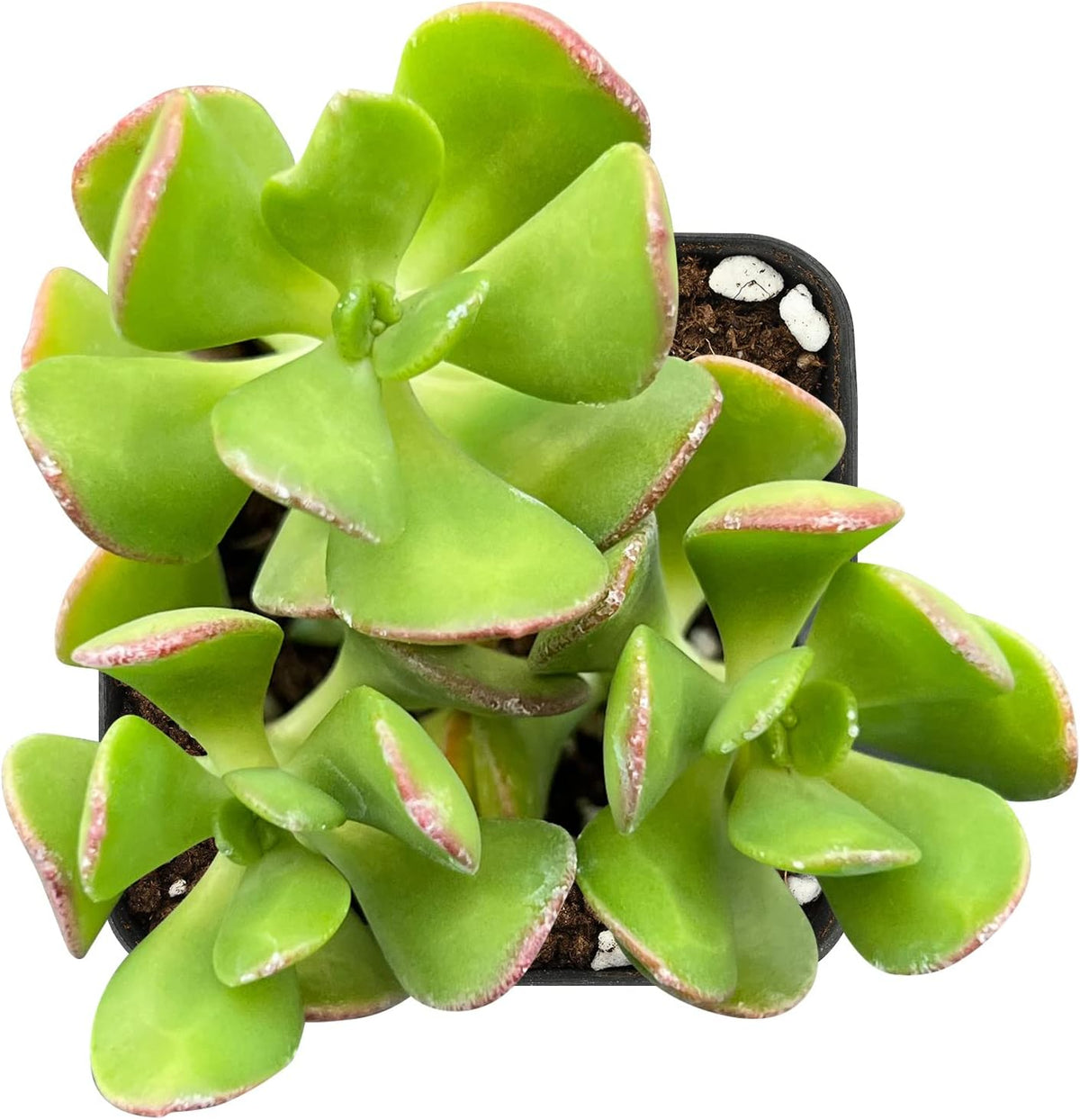 Sprout N Green Tree Stonecropin | Sedum dendroideum with 2 inch Starter Pot, Rare Live Succulent
