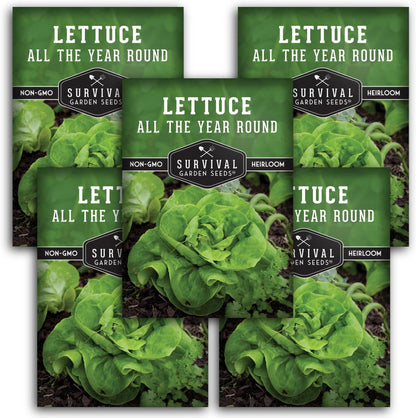 All The Year Round Lettuce Seed for Planting - 5 Packets with Instructions to Plant & Grow