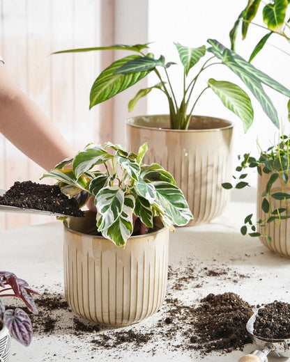 LE TAUCI Fluted Ceramic Planters Set of 3 – 8.3/7 / 5.7 in Cloud Cream Reactive Cylinder Indoor