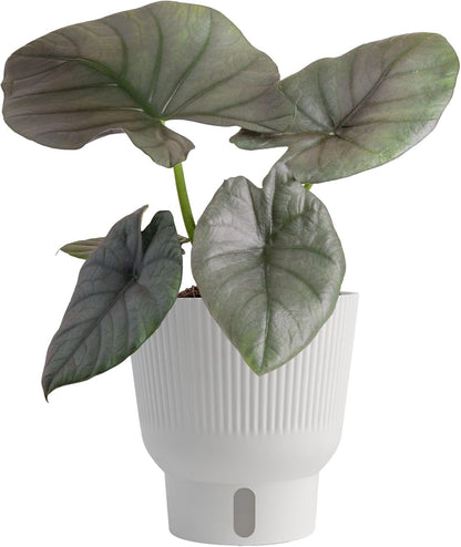 Costa Farms Alocasia Regina Live Plant in Self Watering Pot, Indoor Houseplant, Perfect for Home