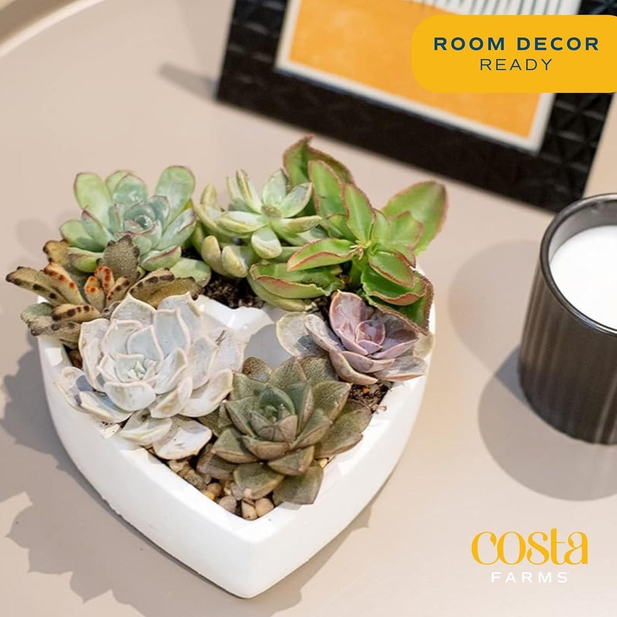 Costa Farms Mini Succulent DIY Heart Kit Fully Rooted, 2-inch Live Indoor Plant, 4-Inches Tall