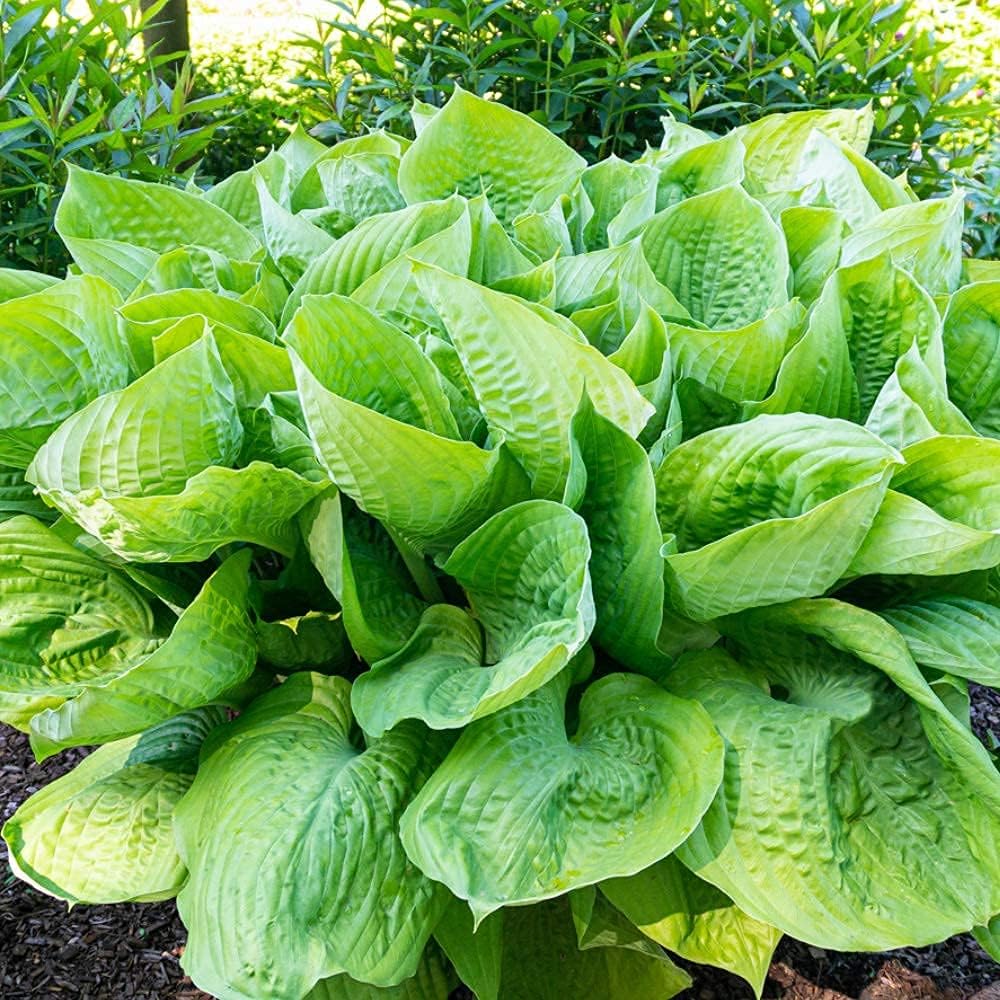 3 Big & Giant Hosta Perennial Mix, Blue-Green and Yellow-Green Masssive Large Leaves | Perfect for