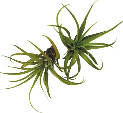 ragnaroc Air Plants - Tillandsia Capitata (Peach), Large 5-7” - 1 ct - Live Arrival Guaranteed