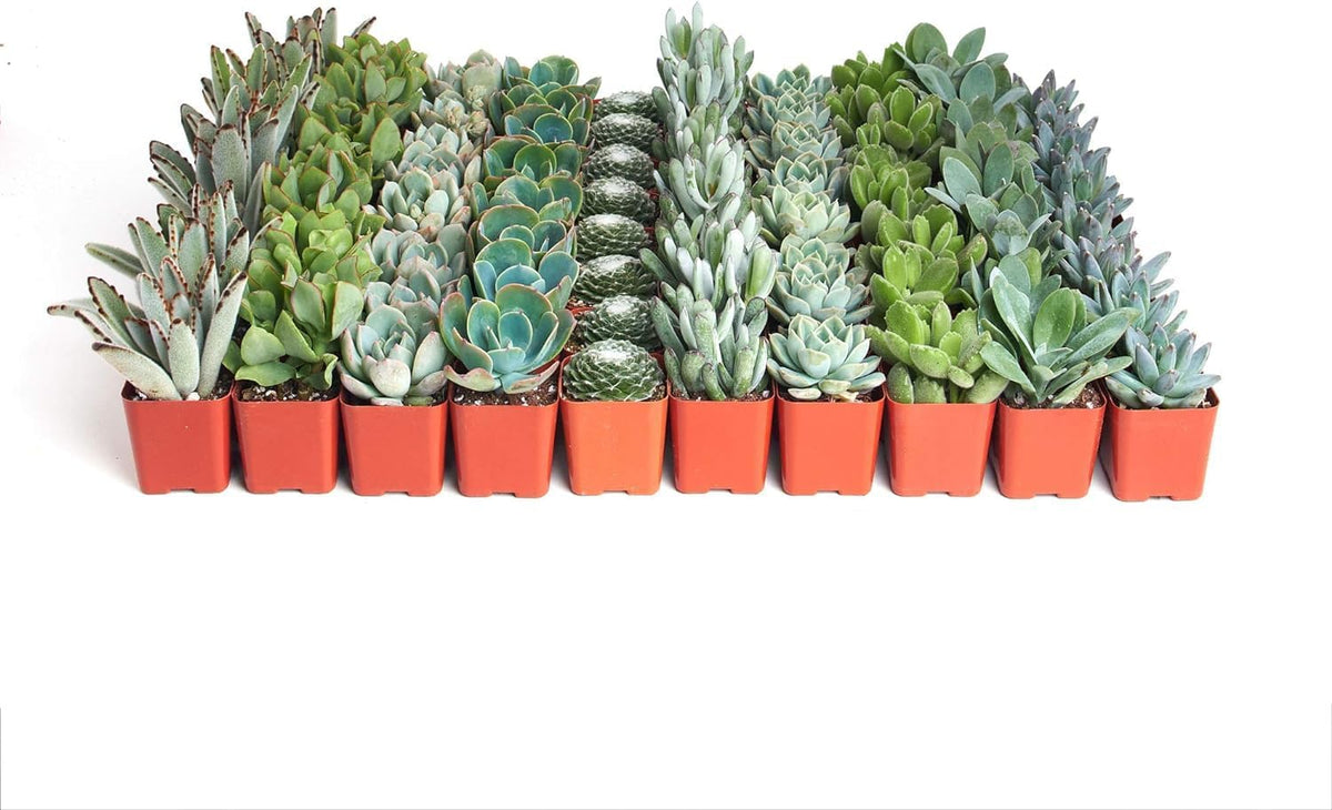 Shop Succulents | Azul Verde Collection | Assortment of Hand Selected, Fully Rooted Live Indoor