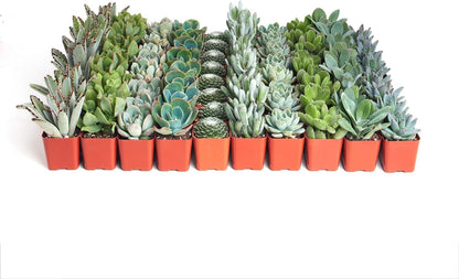 Shop Succulents | Azul Verde Collection | Assortment of Hand Selected, Fully Rooted Live Indoor