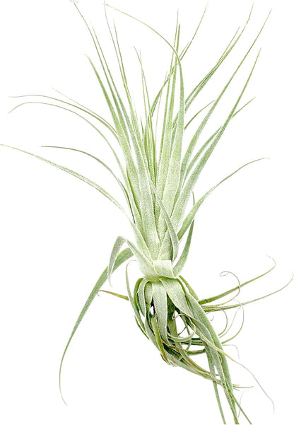 Live Air Plant - Tillandsia Gardneri 5-7” - 5ct - ragnaroc Rare Collectors Indoor Tropical Plant