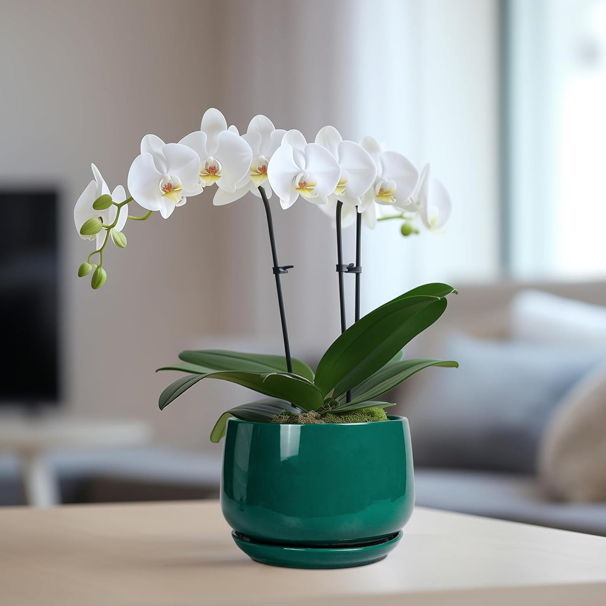 G EPGardening 6 Inch Plant Pot - Ceramic Planter for Indoor Plants, Round Planter with Drainage and