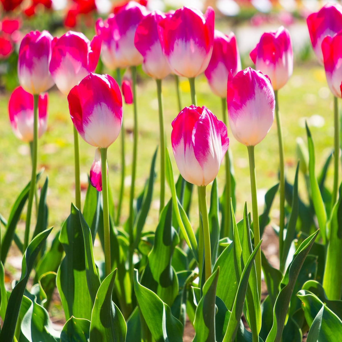 Showgirl Pink Tulip Bulbs – Gardener’s Favorite Spring Flowers | 10 Premium Perennial Bulbs for