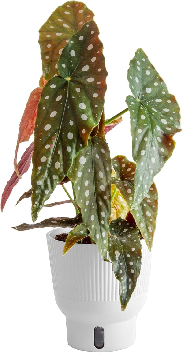 Costa Farms Begonia Maculata Live Plant in Self Watering Pot, Indoor Houseplant, Perfect for Home