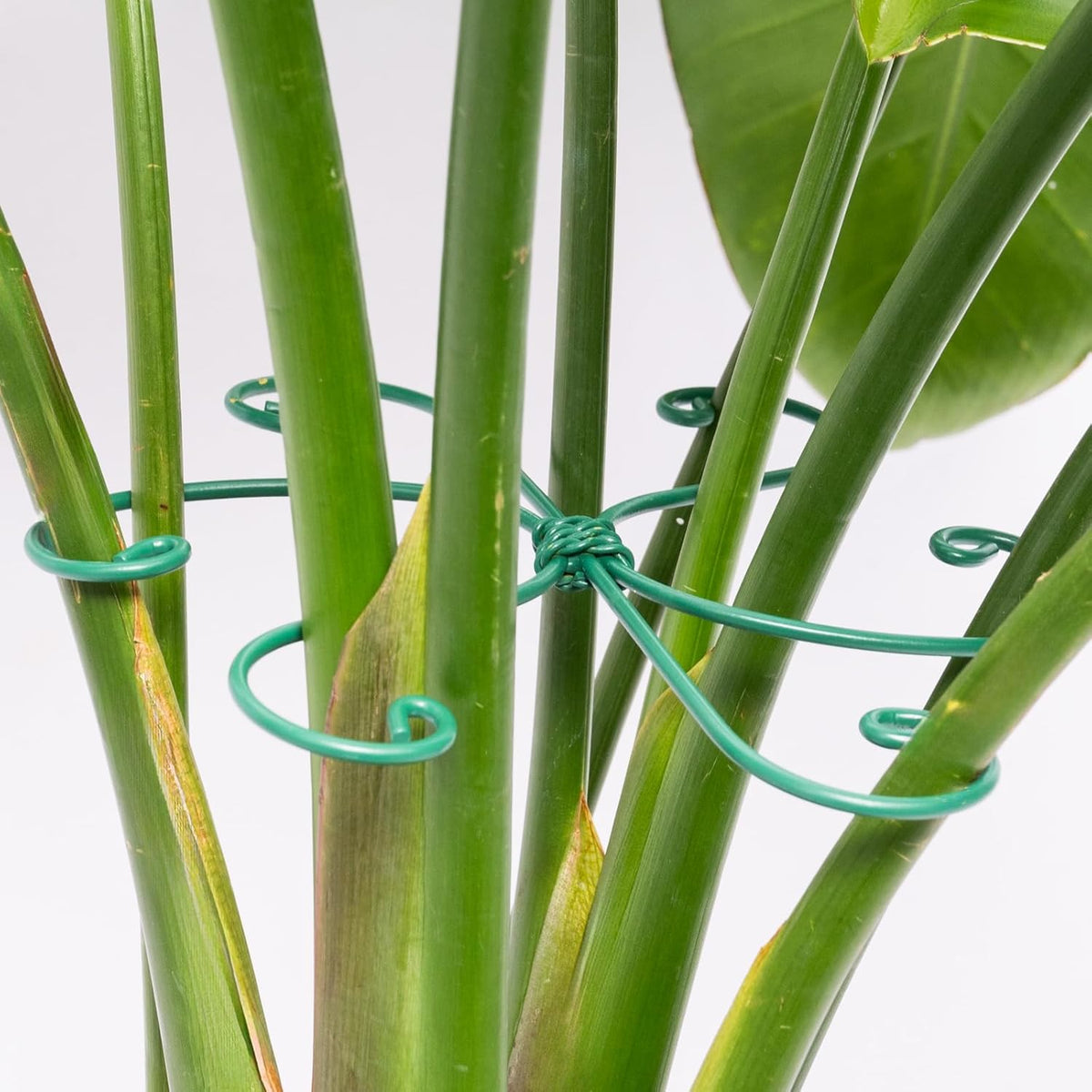 Monstera Plant Stem Support - 5 Pack 6.5"x6.5" Green Metal Stem Stabilizers, Adjustable Ring Clamps