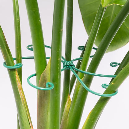 Monstera Plant Stem Support - 5 Pack 6.5"x6.5" Green Metal Stem Stabilizers, Adjustable Ring Clamps