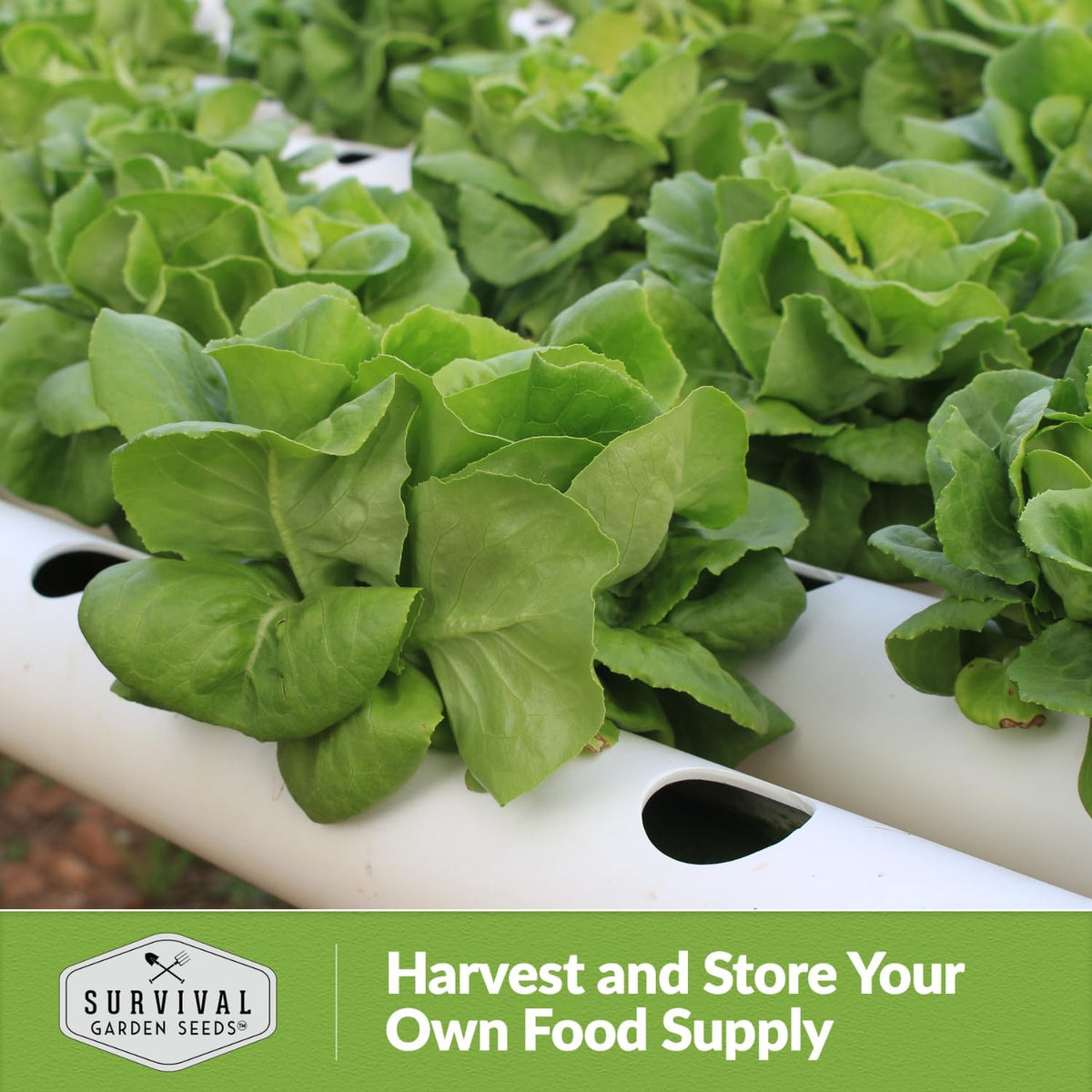 All The Year Round Lettuce Seed for Planting - 2 Packets with Instructions to Plant & Grow