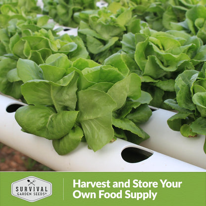 All The Year Round Lettuce Seed for Planting - 2 Packets with Instructions to Plant & Grow