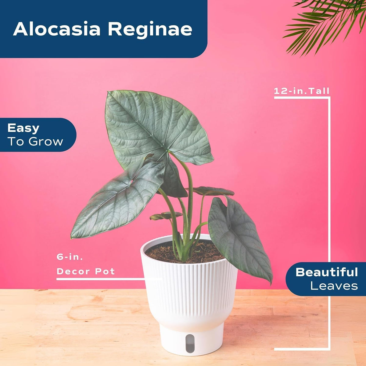Costa Farms Alocasia Regina Live Plant in Self Watering Pot, Indoor Houseplant, Perfect for Home