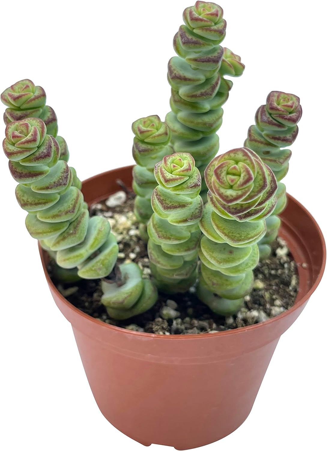 Live Succulent 4" Crassula Baby Necklace, Succulents Plants Live, Succulent Plants Fully Rooted