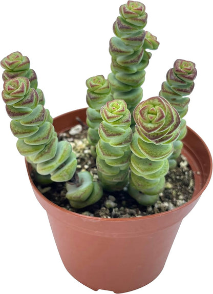 Live Succulent 4" Crassula Baby Necklace, Succulents Plants Live, Succulent Plants Fully Rooted