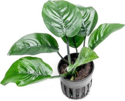 SubstrateSource Anubias Live Aquarium Plants - Potted Freshwater Plant for Fish Tanks, Terrariums