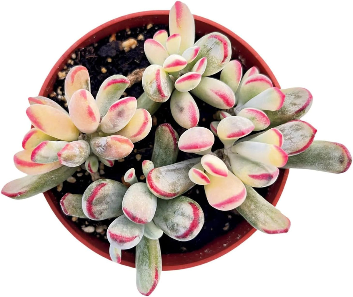 Live Succulent Plants Cotyledon Orbiculata cv. Long Leaf Variegated, Easy Care Potted Succulents