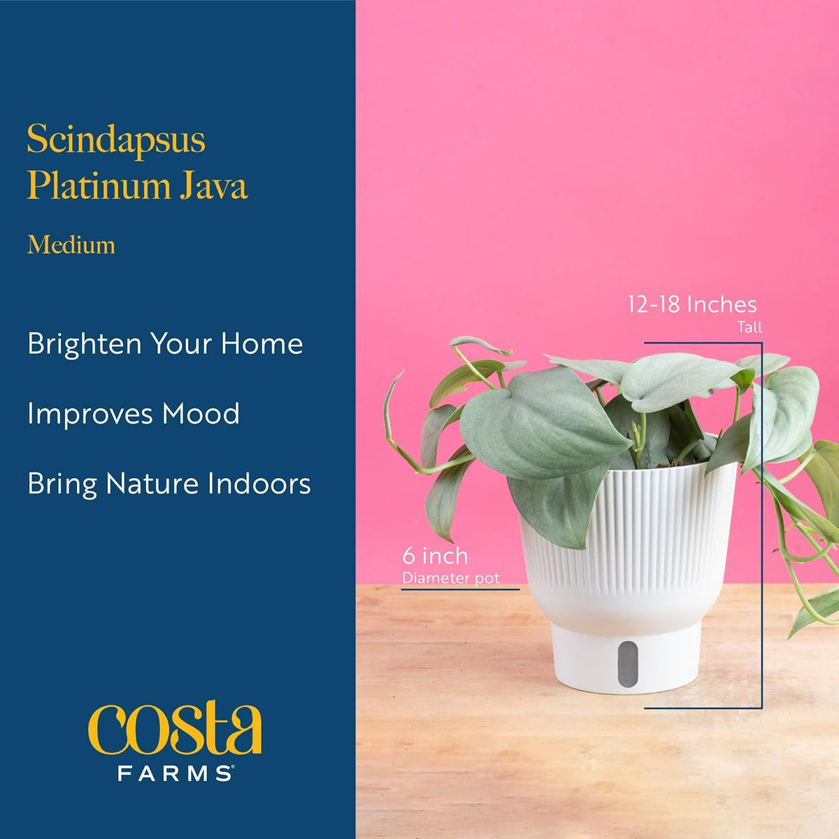 Costa Farms Scindapsus Platinum Java Live Plant in Self Watering Pot, Indoor Houseplant, Perfect