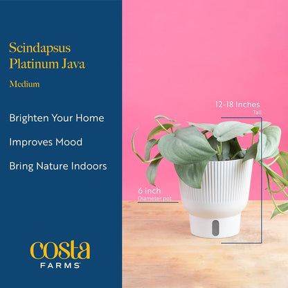 Costa Farms Scindapsus Platinum Java Live Plant in Self Watering Pot, Indoor Houseplant, Perfect