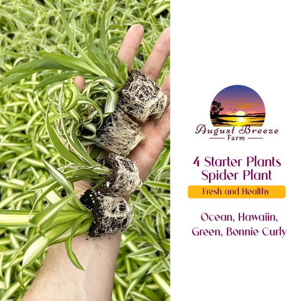 Spider Plant Variety Pack - 4 Spider Plants Live House Plants - Ocean, Hawaiian, Green, Bonnie