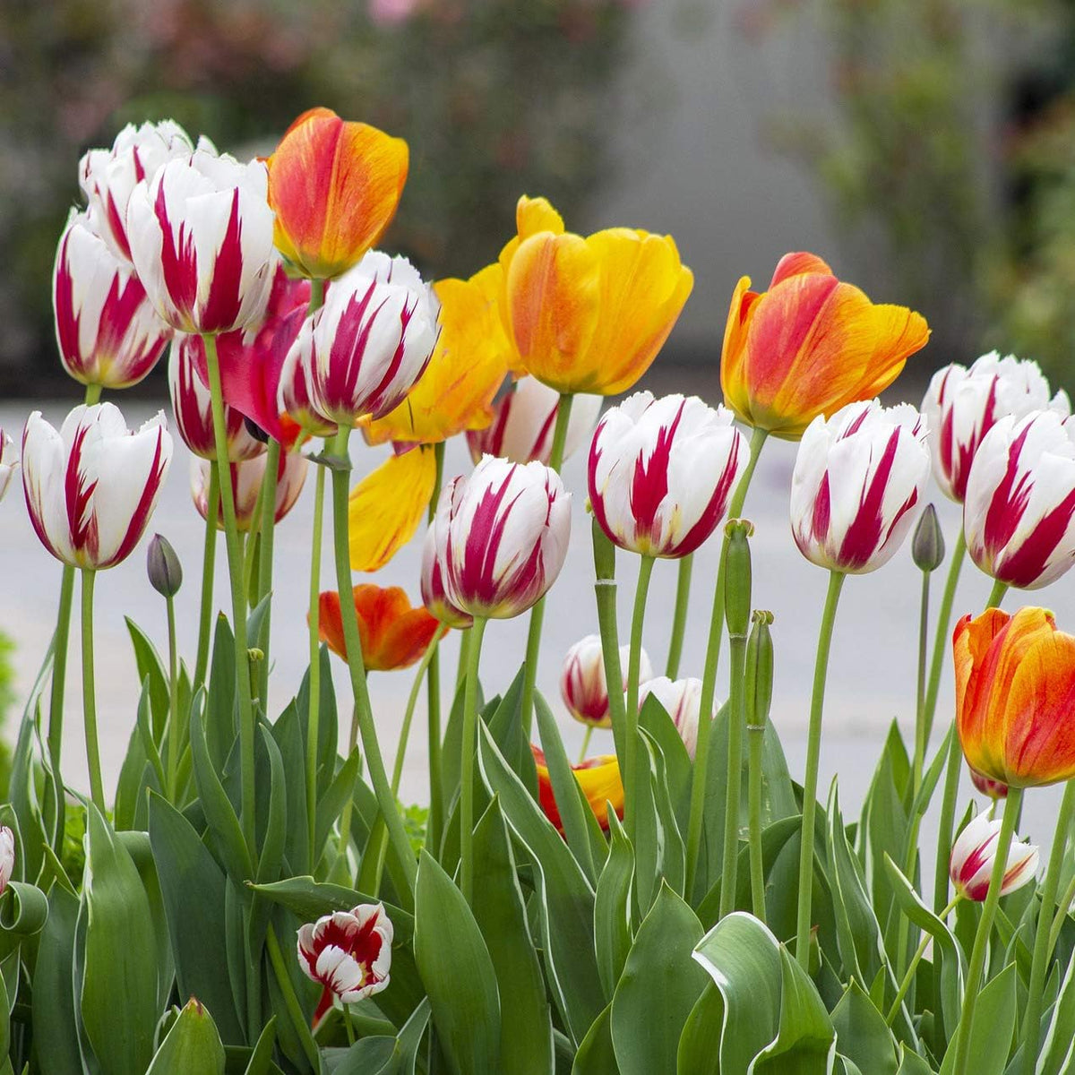 Mixed Sorbet Tulips – 8 Bulbs | Pink, Red & White Perennial Flowers - Spring Blooming |