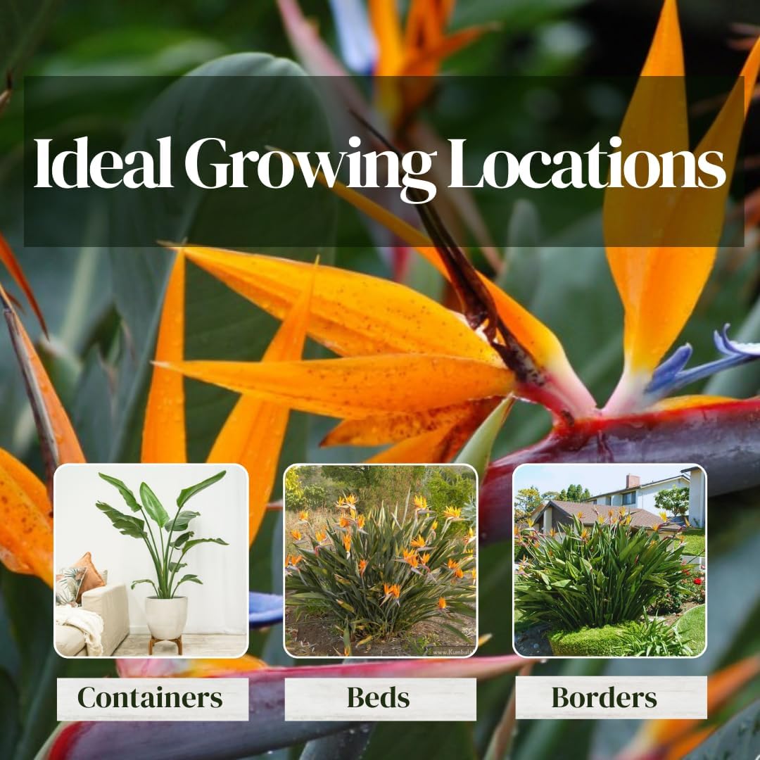 Bird of Paradise Plants Live (4-Pack), Strelitzia Plants with Perennial Orange Flowers