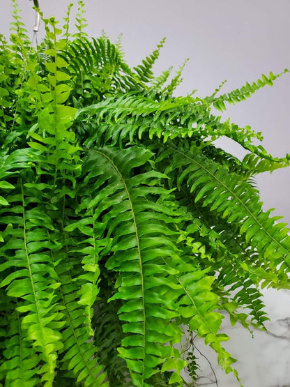 Live Boston Fern Hanging Basket Plant (10" Hanging Basket) - Overall Spread 25" to 30" - Tropical