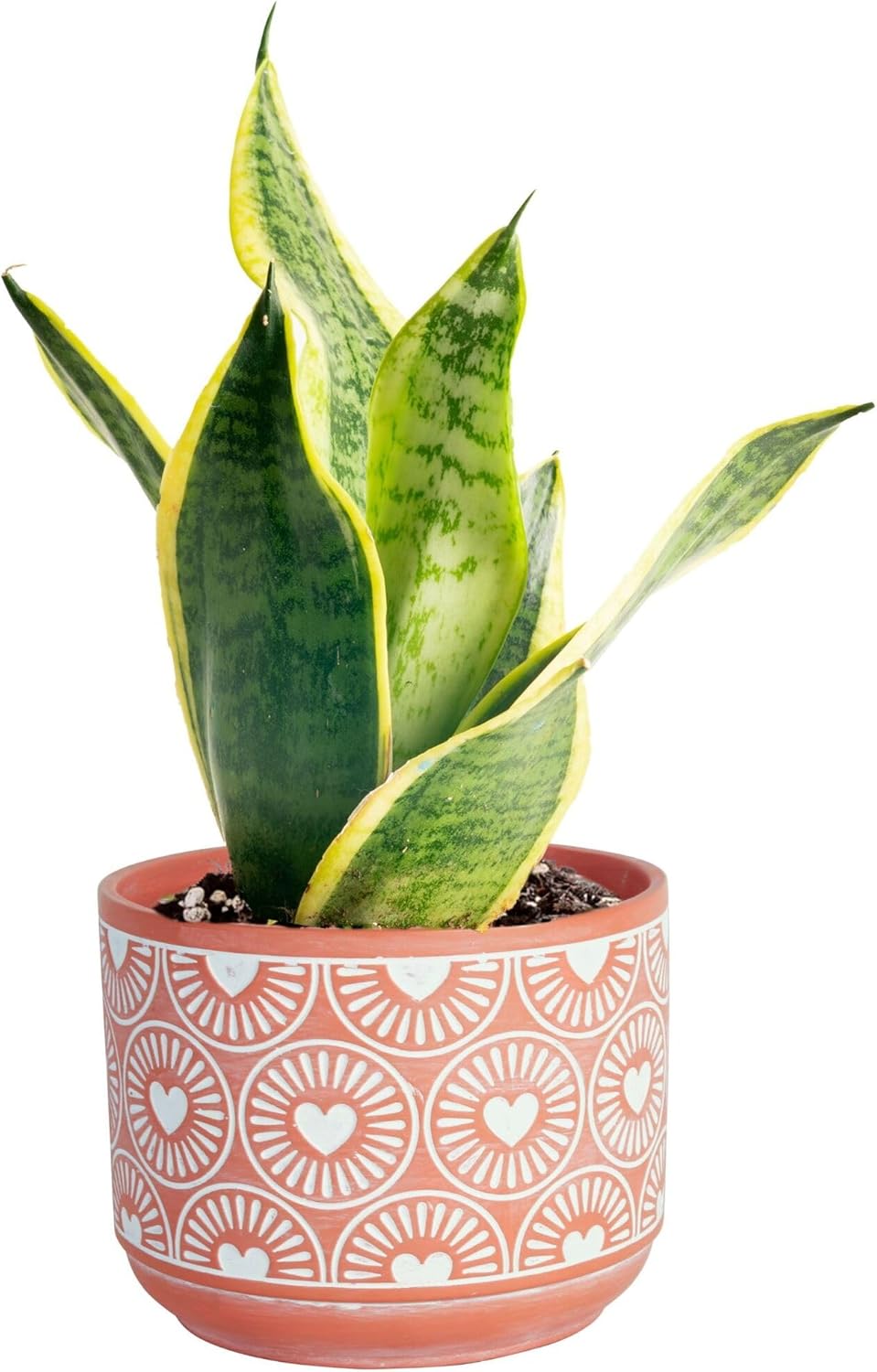 Costa Farms Snake Plant, Small Live Plant in Decorative Pot, Easy to Maintain, Air Purifying