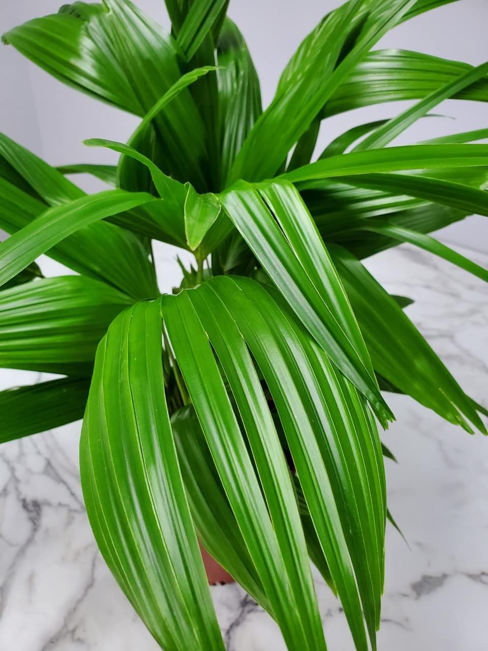 Fountain Palm Tree - Fan Palm - Overall Height 30" to 32" - Large Plant - Houseplant - Tropical