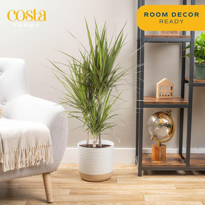 Costa Farms Dracaena Marginata Magenta Madagascar Dragon Tree Live Indoor Plant, 3 to 4-Feet Tall